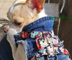 Mini princess Chihuahue.