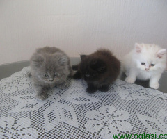 Persijski macici na prodaju - 6