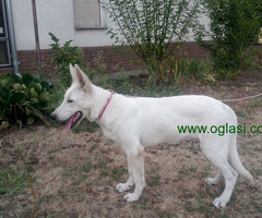 Beli svajcarski ovcar - 6