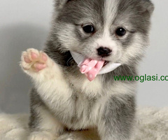 Pomsky (pomski) selektovanog uzgoja, profesionalno odnegovani