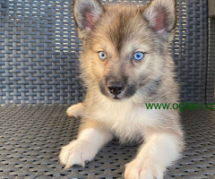 Pomsky (pomski) selektovanog uzgoja, profesionalno odnegovani