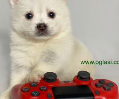 Pomsky (pomski) selektovanog uzgoja, profesionalno odnegovani