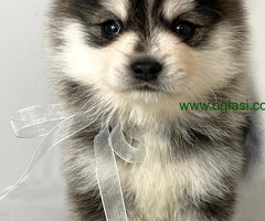 Pomsky (pomski) selektovanog uzgoja, profesionalno odnegovani