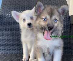 Pomsky (pomski) selektovanog uzgoja, profesionalno odnegovani - 6