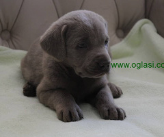 Sivi Labrador retriver štenci