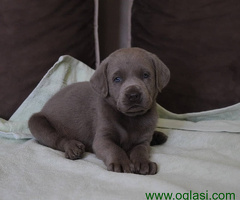 Sivi Labrador retriver štenci