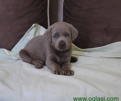 Sivi Labrador retriver štenci