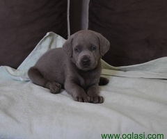 Sivi Labrador retriver štenci