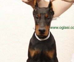 Doberman štenci