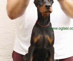 Doberman štenci
