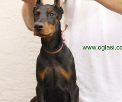 Doberman štenci