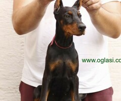 Doberman štenci