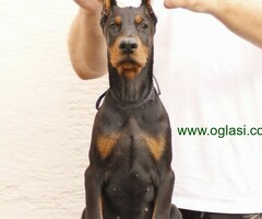 Doberman štenci