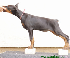 Doberman štenci - 6