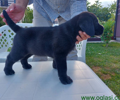 Labrador Retriver