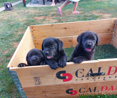 Labrador Retriver