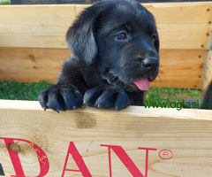 Labrador Retriver