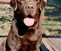Labrador Retriver