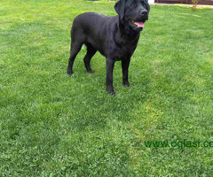 Labrador Retriver - 6