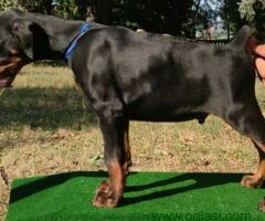 Doberman štenci