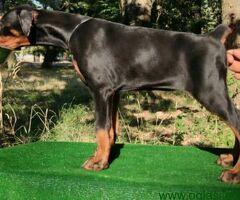Doberman štenci