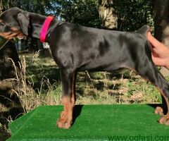 Doberman štenci
