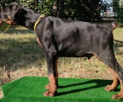 Doberman štenci