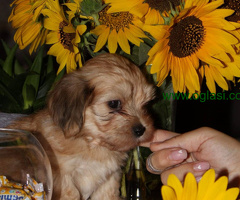 Havanski bišon štenci - 6