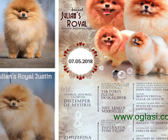 Pomeranski špic mini - 6