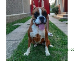 Štenci Nemačkog Boksera