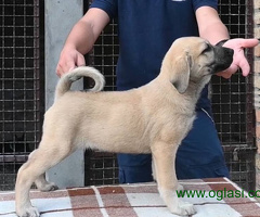 Turski Kangal štenci