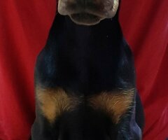 Štenci dobermana