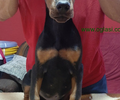 Štenci dobermana