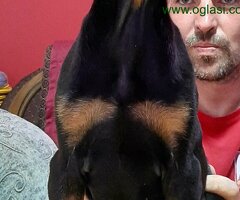 Štenci dobermana