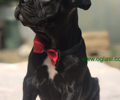 Francuski Buldog