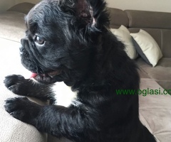 Flaffy Francuski Buldog
