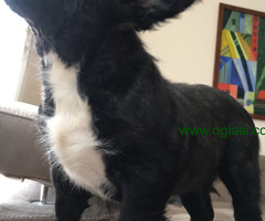 Flaffy Francuski Buldog