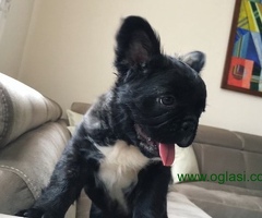 Flaffy Francuski Buldog