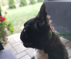 Flaffy Francuski Buldog