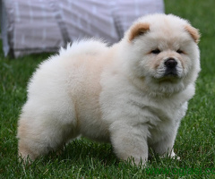 Čau Čau Chow Chow