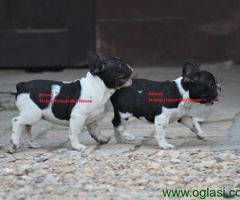 Francuski Buldog