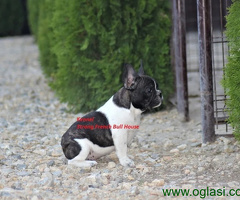 Francuski Buldog