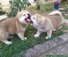 Štenci Japanske Akita Inu