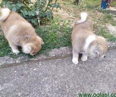 Štenci Japanske Akita Inu