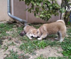 Štenci Japanske Akita Inu