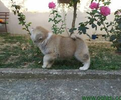 Štenci Japanske Akita Inu