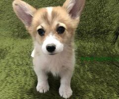 Velski Korgi Pembrok štenci - 6