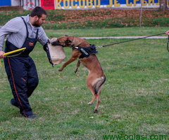 Belgijski ovčar Malinoa štenci - 6
