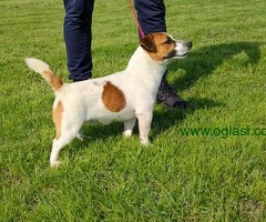Džek Rasel Terijer - 6