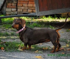 Štenci čokoladnog jazavičara - 6